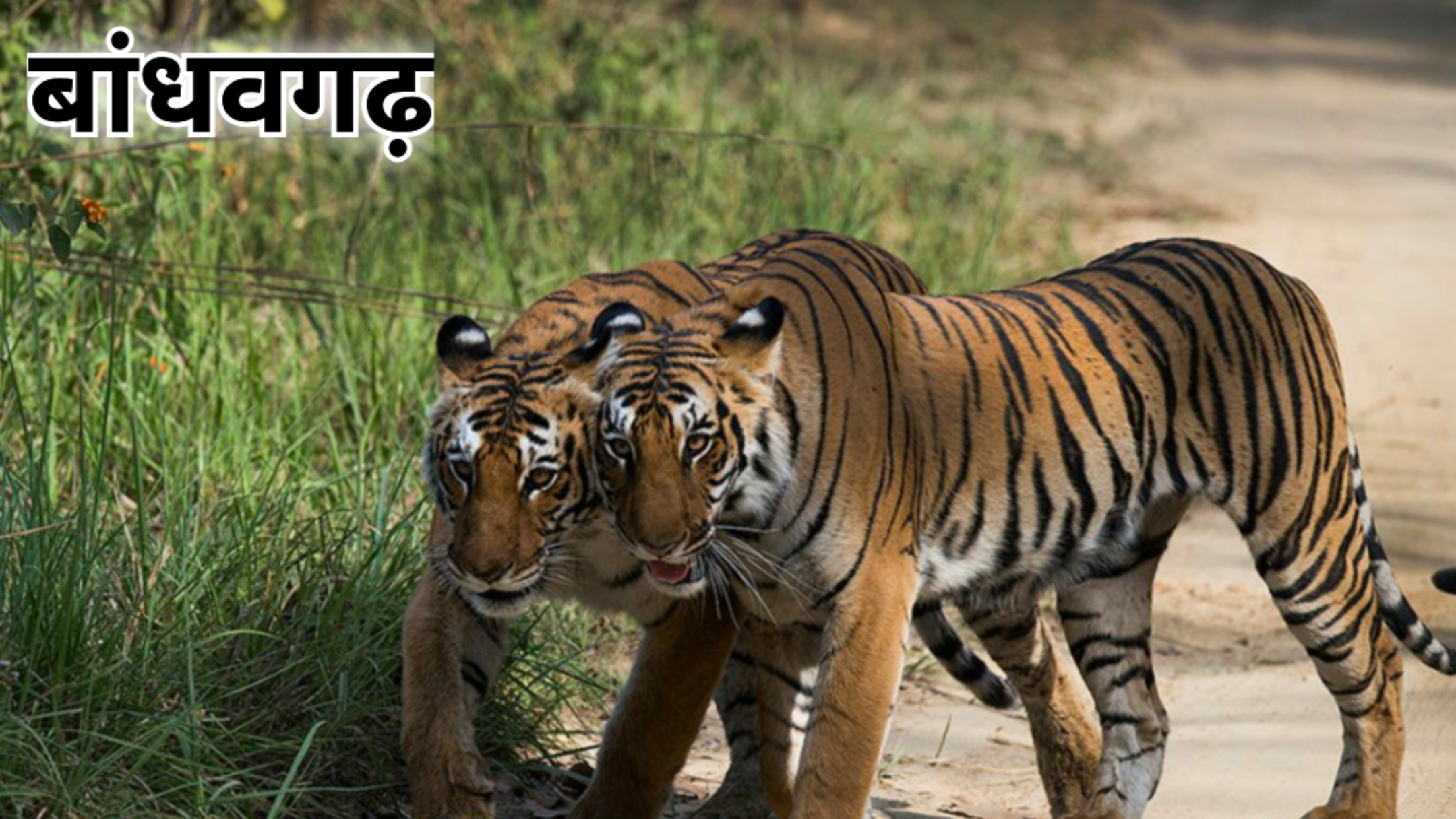 bandhavgarh national park: कई लोगों का मानना होता है कि हनीमून में सुकून और शांति वाली जगह हो. अगर आपके पार्टनर को वन्य जीवों से प्यार है, तो आप बांधवगढ़ नेशनल पार्क जा सकते हैं. यहां आपको बाघ आसानी से दिख जाता है, इसलिए एनिमल लवर्स को यह जगह खूब पसंद आती है. यह मध्यप्रदेश का एक ऐसा राष्ट्रीय उद्यान है जो 32 पहाड़ियों से घिरा है. यह मध्य प्रदेश के उमरिया जिले में स्थित है.