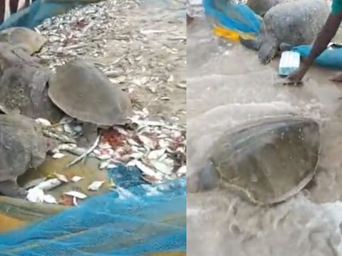 IAS Officer Share Turtles Rescue Video: मछुआरों की जाल में फंसकर पाने से आए कछुए को लोगों ने वापस समुद्र में छोड़ा.