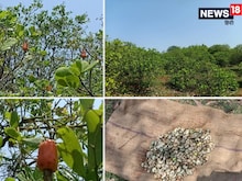 PHOTOS: इस शहर में आलू-प्याज के भाव में मिलता है काजू, झोली भरकर करें खरीदारी