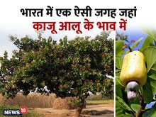 1000 रुपए मिलने वाला काजू यहां सिर्फ ₹ 30 में मिल रहा, भर-भर के खरीद रहे लोग