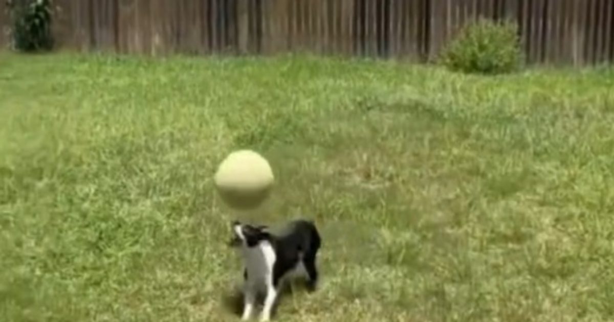Kutte Ka Game dog has amazing ball balancing skills