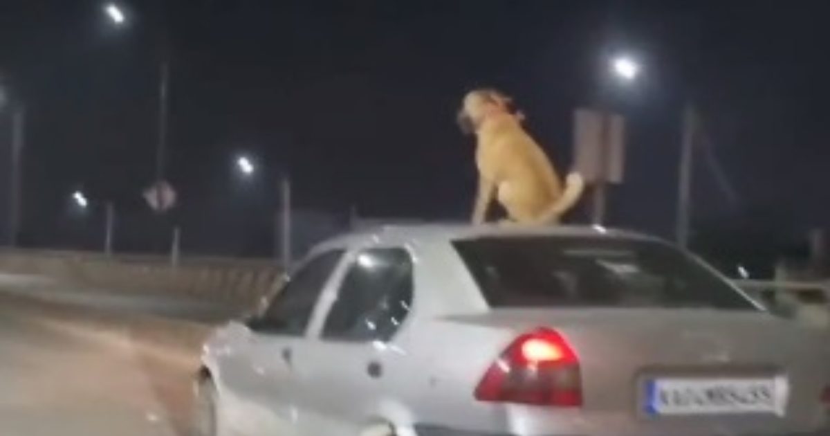 Kutte Ka Video Dog seen sitting on roof of moving car