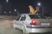 चलती कार की छत पर बैठा दिखा कुत्ता, गले में लगा है कॉलर, हैरतअंगेज है वीडियो