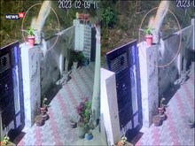 हिमाचल का VIDEO: जबड़े में कुत्ता दबोचा, छत से कूदा तेंदुआ, फिर फांदी दीवार