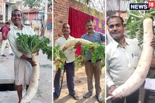 जी हां...यह मूली ही है! साढ़े तीन फीट लंबी और 6 किलो वजनी, युवा किसान ने जैविक खेती कर किया कमाल
