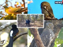 PHOTOS : कान्हा नेशनल पार्क में मिले 290 तरह के पंछी, 6 दुर्लभ प्रजाति के
