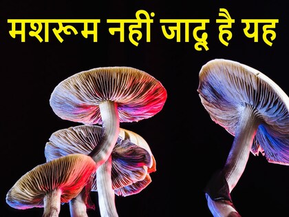 सिलोसाइबिन मशरूम ब्रेन हेल्थ के लिए बहुत ही बेहतरीन डाइट है. Image: Shutterstock