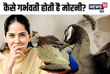 मोर-मोरनी कभी नहीं करते संभोग, आंसू पीकर प्रेग्‍नेंट होती है मोरनी? जया किशोरी के इस दावे में कितना है दम