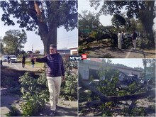 कांग्रेस MLA की कार पर गिरा पेड़, शिमला से देहरादून जाते समय हुआ एक्सीडेंट