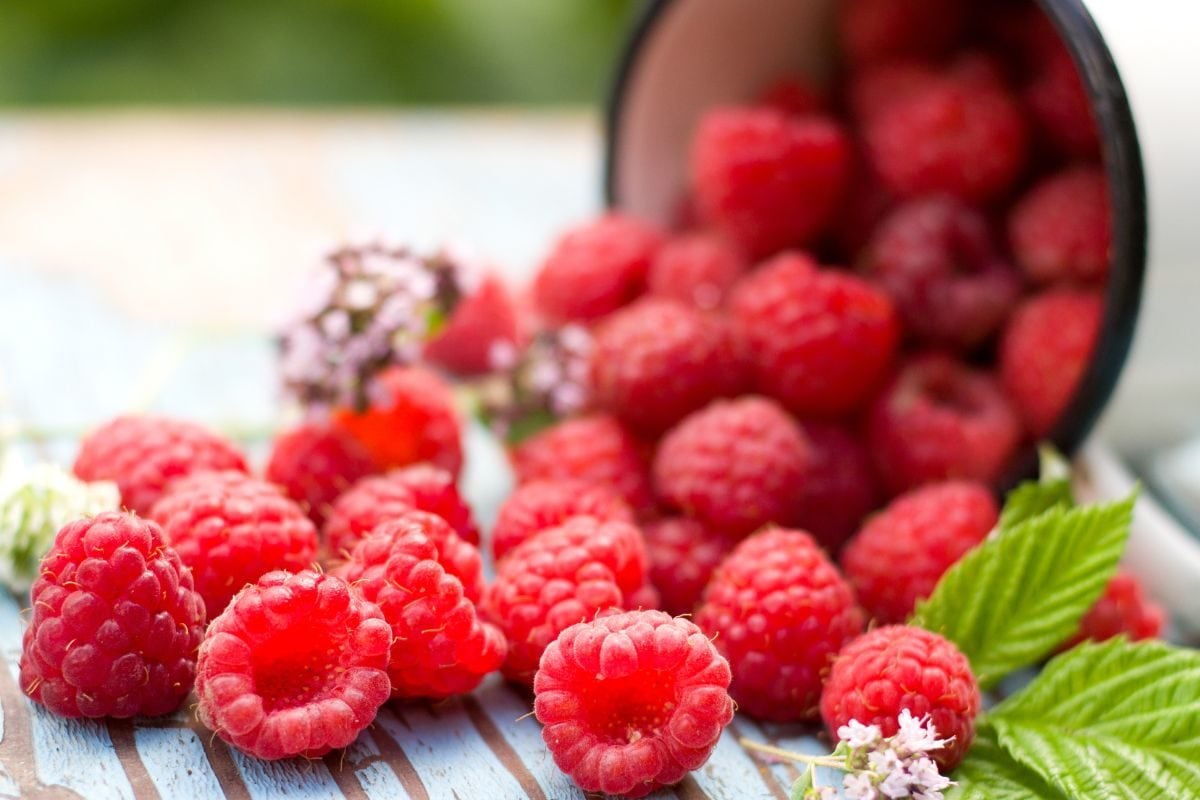 Raspberries benefits to avoid serious health issues and remain healthy  always raspberry is good for diabetes heart eyesight cancer disease - छोटी  जरूर है लेकिन गुणों का भंडार है रास्पबेरी, जरूर करें