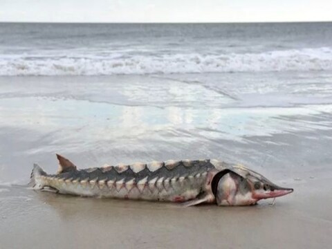 Sea Creature: समुद्र किनारे डायनासोर के समय का जीव देखकर लोग हैरान हो गए हैं. (फोटो: ALLEN SKLAR)