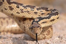 Snake Story: यूपी के इस शहर में नींद से जागे जहरीले सांप, नाग-नागिन से लेकर कोबरा तक...