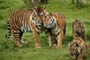 गोरखपुर चिड़ियाघर में बाघ और शेर की खुराक हो गई कम, जानिए पीछे की वजह