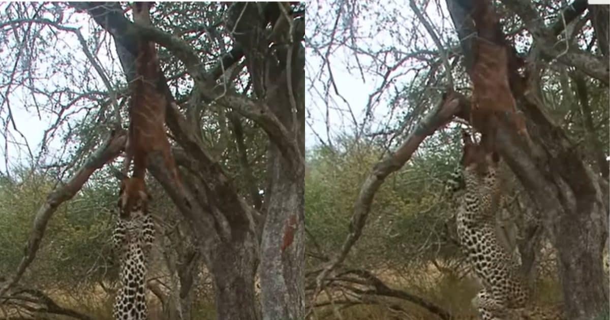 Viral video of leopard doing pull ups, trying to pull prey from tree, doing workout