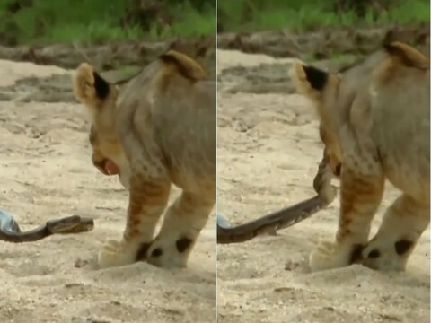 सौ.इंस्टाग्राम/wildmaofficial: हवा में उछलकर अजगर ने दबोचा शेर का मुंह, अगले ही पल शिकार की नियत छोड़ भागा शिकारी
