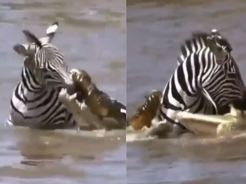 Wildlife Viral Such A Zebra Trapped In The Clutches Of Dreaded 