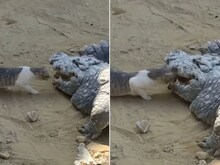 देखिए शेर दिल बिल्ली की बहादुरी, खतरनाक मगरमच्छ के मुंह से खींच लिया निवाला