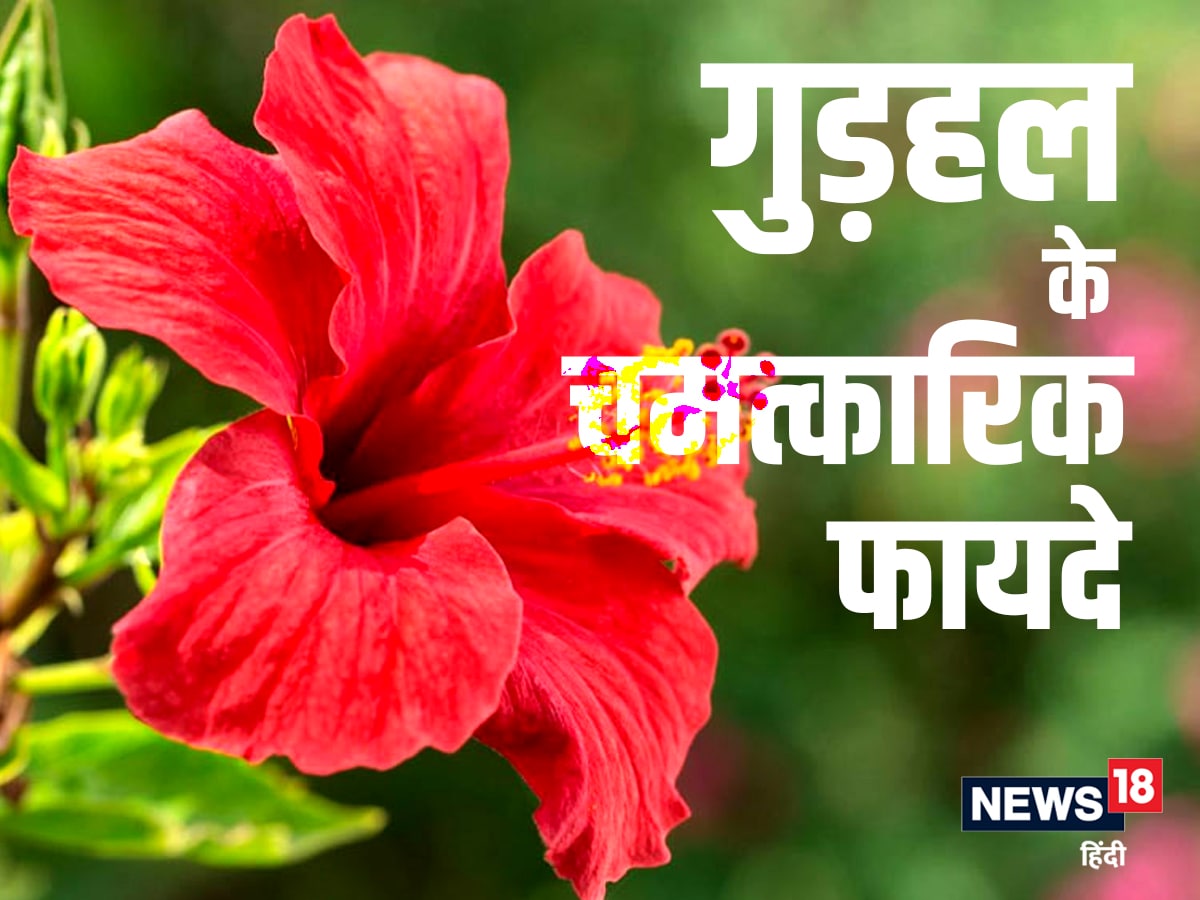 Hibiscus Flower Benefits In Hindi | Best Flower Site