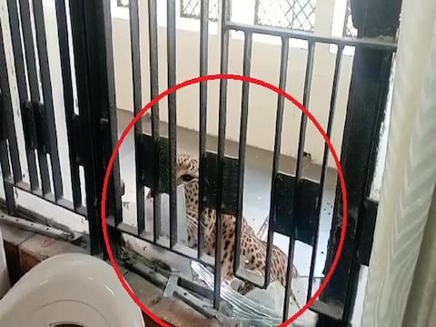 यूपी के गाजियाबाद कोर्ट में घुसा तेंदुआ