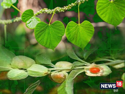 आयुर्वेद चिकित्‍सा पौधों की खेती करके किसान बंपर मुनाफा कमा सकते हैं. 
