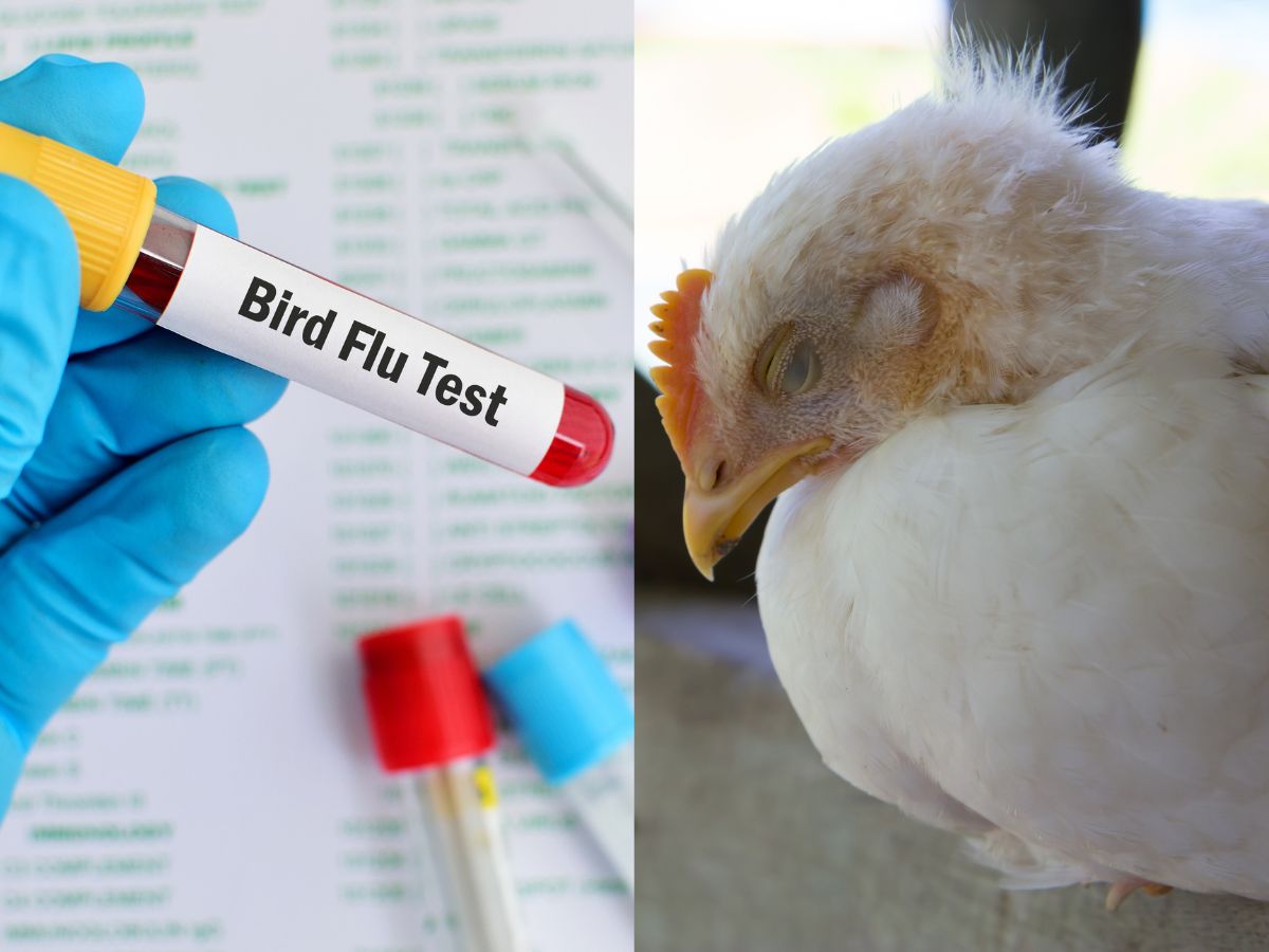 Bird flu virus spreading from birds to mammals and now humans no