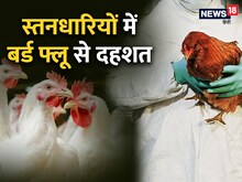 दुनियाभर में बढ़ा बर्ड फ्लू का डर, मानव में फैलने के सबूत, मृत्यु दर 50%