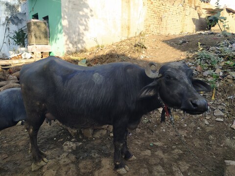 मुरैना में युवक ने ऑनलाइन भैंस खरीदी, लेकिन वह फ्रॉड का शिकार हो गया. ठग ने उससे पैसे भी ले लिए और भैंस भी नहीं दी. 