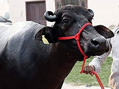 Gonda News: भैंस की मौत का क्लेम न देने पर बीमा कंपनी पर लगा जुर्माना 