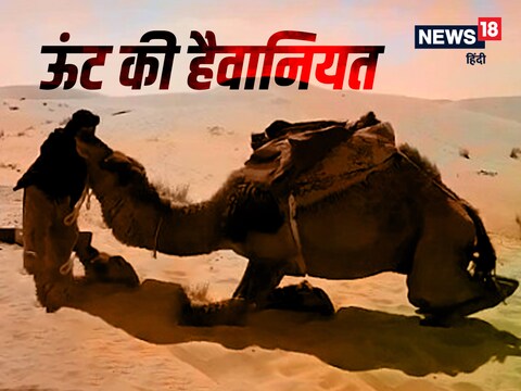 ग्रामीणों ने मालिक की जान लेने वाले ऊंट को पीट-पीटकर मार डाला.