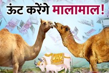 घर में कामधेनु! ऊंट पालकों के लिए Good News, टोरड्यो के जन्म पर मिलेंगे 10,000 रुपए