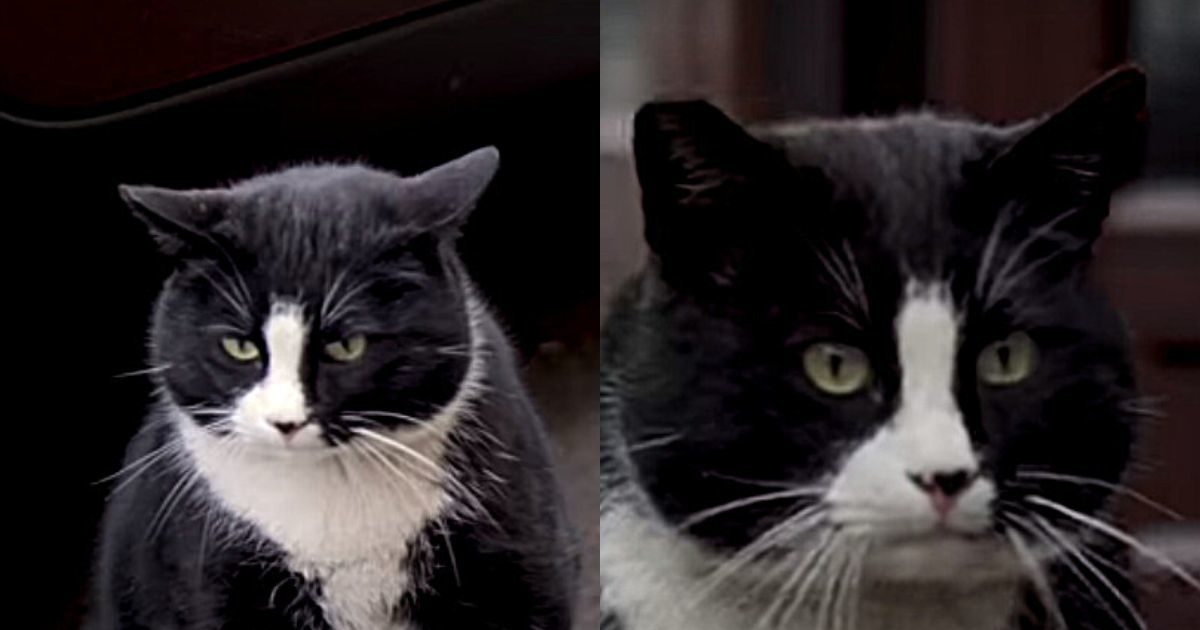 This cat is the center of tourist attraction, got higher rating than