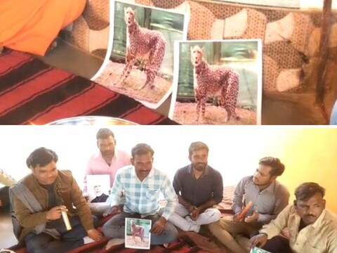 कराहल कस्बे में लोगों ने मंशापूर्ण हनुमान मंदिर में मादा चीता की तस्वीर रखकर उसके अच्छे स्वास्थ्य के लिए भजन कीर्तन किए.