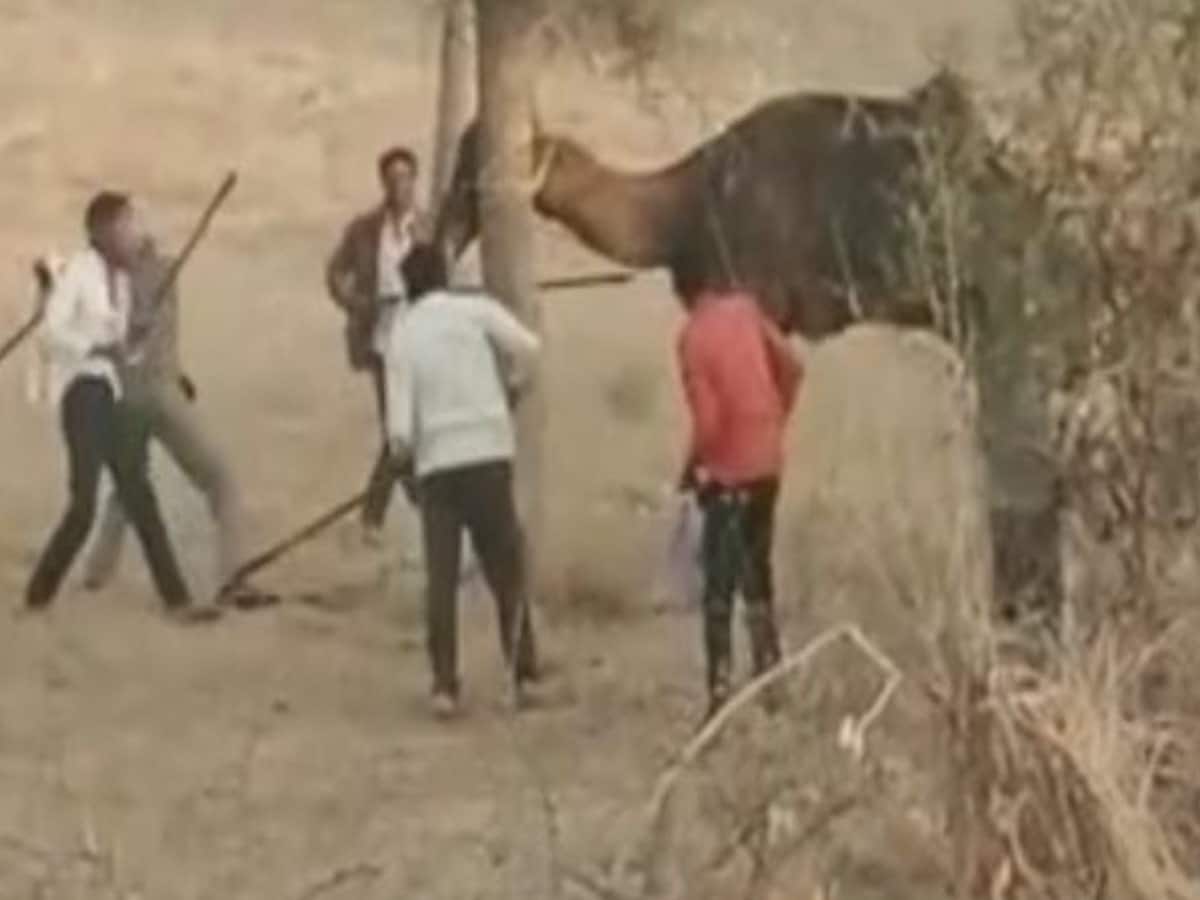 Camel, camel cruelty, dangerous camel, Rajasthani camel, desert ship camel, Thar camel, camel specialty, camel behavior, camel festival, camel research center Bikaner, Nagauri camel, Bikaneri camel, Jaisalmeri camel, how many types of camel, camel rearing, camel diet, camel work, camel care, camel disease, camel treatment, bikaner news, bikaner latest news, bikaner today news, bikaner hindi news, rajasthan newsऊंट, ऊंट की हैवानियत, खतरनाक ऊंट, राजस्थानी ऊंट, रेगिस्तान का जहाज ऊंट, थार का ऊंट, ऊंट की खासियत, ऊंट का व्यवहार, ऊंट महोत्सव, ऊंट अनुसंधान केन्द्र बीकानेर, नागौरी ऊंट, बीकानेर ऊंट, जैसलमेरी ऊंट, ऊंट कितने प्रकार के होते हैं, ऊंट का पालन पोषण, ऊंट की खुराक, ऊंट का काम, ऊंट की देखरेख, ऊंट की बीमारी, ऊंट का इलाज, बीकानेर समाचार, बीकानेर ताजा समाचार, बीकानेर आज के समाचार, बीकानेर हिन्दी समाचार, राजस्थान समाचार