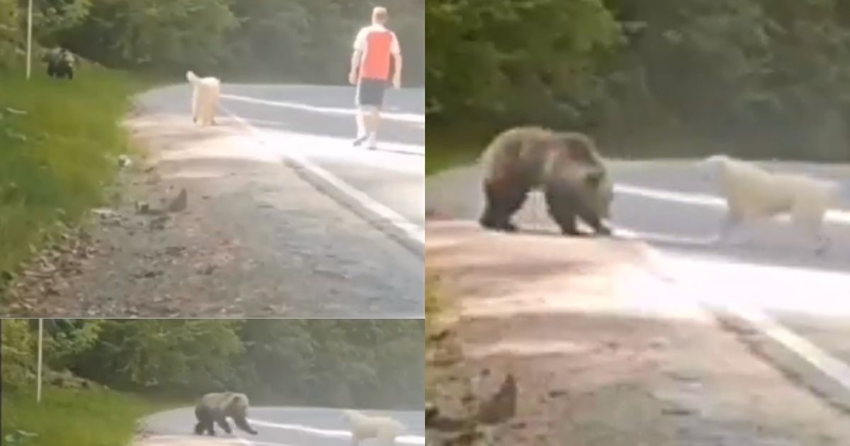 Dog protect his owner from bear dog bear fight bhalu kutte ki ladai