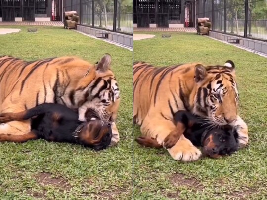 कुत्ते और बाघ की दोस्ती को देख सब हैरान हैं. (फोटो: Instagram/@biggest_pitbulls)