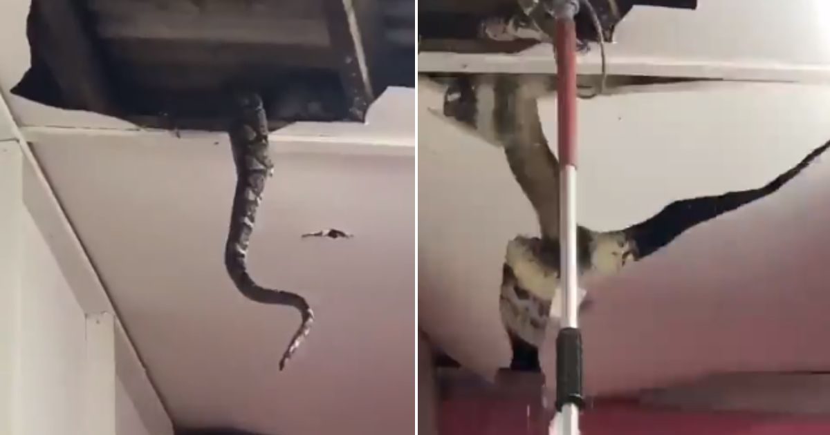 Giant python fall from ceiling of house horrific video viral - Viral ...