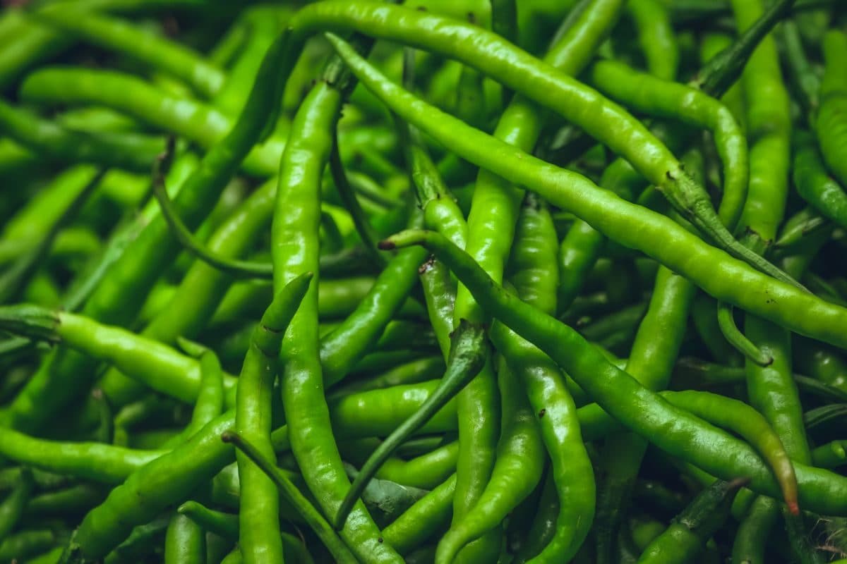How to store green chilli with easy kitchen hacks to keep it fresh for long time - हरी मिर्च जल्दी हो जाती है खराब, 2 तरीकों से करें स्टोर, महीने भर तक