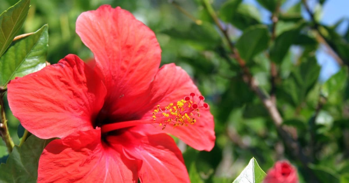 Plant hibiscus plant at home by cuttings and seeds in 2 ways, take care