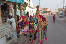 Nagaur News : महिलाएं ही नहीं, घोड़ों का भी होता है श्रृंगार, जानिए कैसे सजाया जाता है