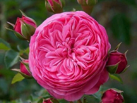 juliet-rose-flower