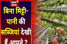 Hydroponic Farming: सब्जियों की अनोखी प्रदर्शनी, बिना पानी के टमाटर और मशरूम की जलेबी ने किया हैरान