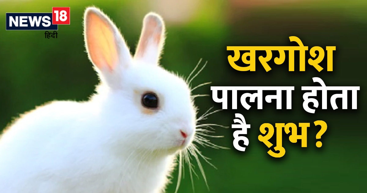 Hindu myth for rabbits khargosh palna good luck or bad luck bring to