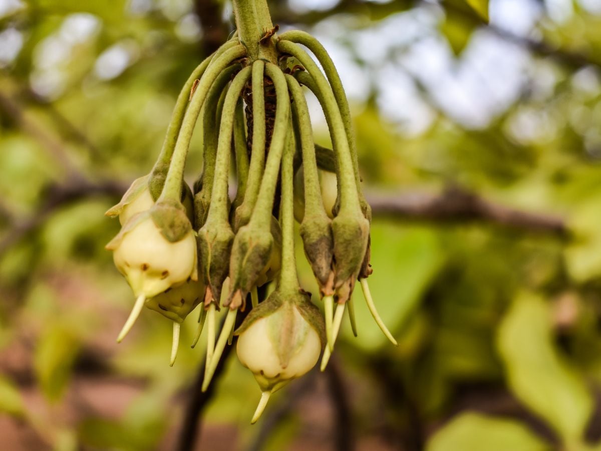 Mahua health benefits increases energy fruit and flower uses as
