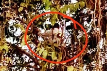 पत्नी की विदाई न होने से नाराज पति का हाई वोल्टेज ड्रामा, पेड़ पर चढ़कर देने लगा आत्महत्या की धमकी