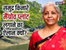 बजट 2023: समुद्र किनारे मैंग्रूव पौधे लगाने का ऐलान क्‍यों, क्‍या होगा फायदा?