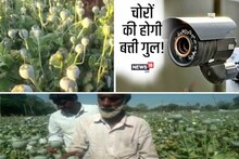 Black Gold: CCTV कैमरों से की जा रही है इस गजब मंहगी फसल की निगरानी, जानें क्या बोया है ऐसा