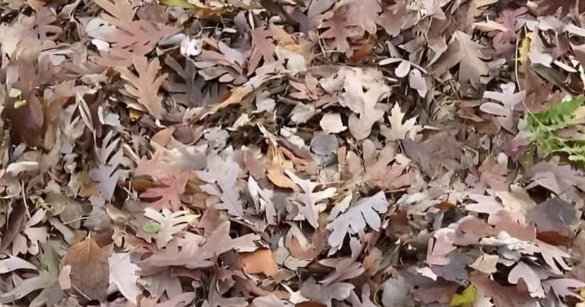 Take the eyesight test in 5 seconds, the face is hidden among the dry leaves, just find it and show it!