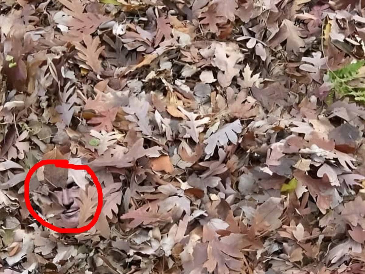 can you spot a hidden face in the leaves , spot a hidden face in the leaves in 5 seconds , optical illusion for hawk eyed persons, optical illusion, clever optical illusion, optical illusion to test your eye, optical illusion