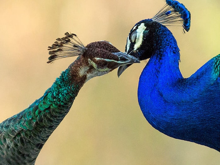 How peahen pregnant what is myth behind it how far motivational