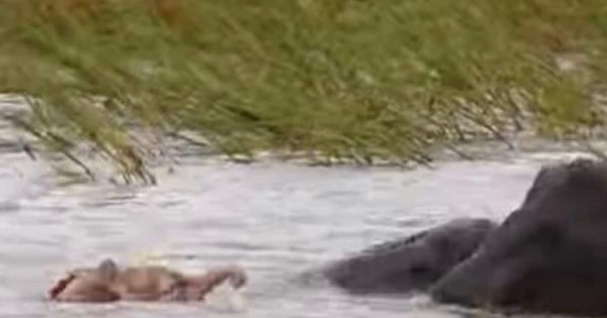 Pink elephant seen floating in the river, video went viral, people are fascinated by the rare sight